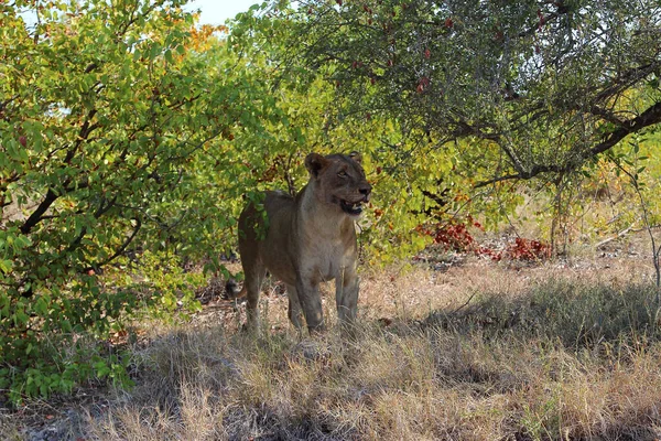 Африканишер Лоэ Африканский Лев Пантера Лео — стоковое фото