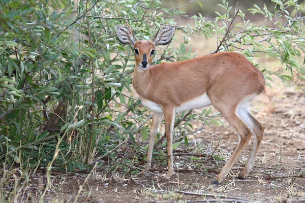 Afrikanischer Steinbock Steenbok Raphicerus Campestris — Stockfoto