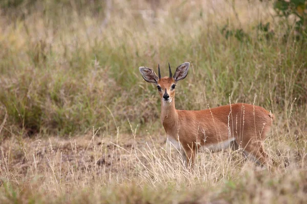 Afrikanischer Steinbock Steenbok Raphicerus Campestris — Stock Fotó