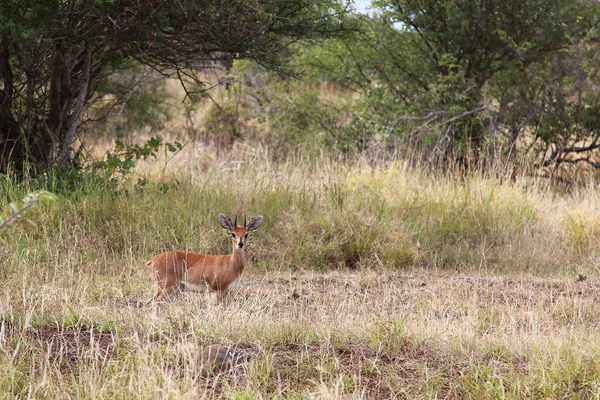 Afrikanischer Steinbock Steenbok Raphicerus Campestris — Stock Photo, Image