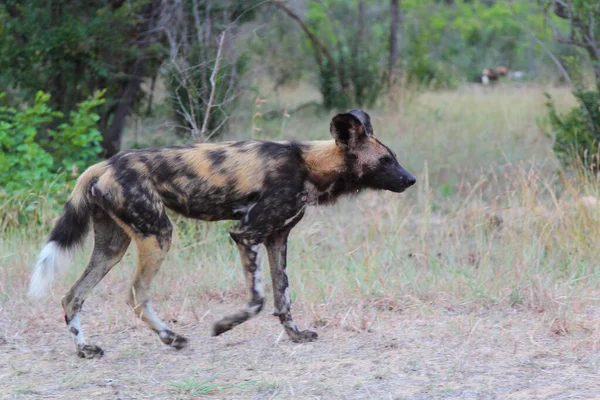 Afrikanischer Wildhund Cane Selvatico Africano Licaone Pictus — Foto Stock