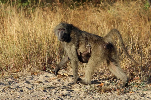 Baerenpavian Chacma Baboon Papio Ursinus — стокове фото