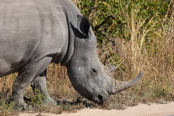 Breitmaulnashorn Square Lipped Rhinoceros Ceratotherium Simum — стокове фото