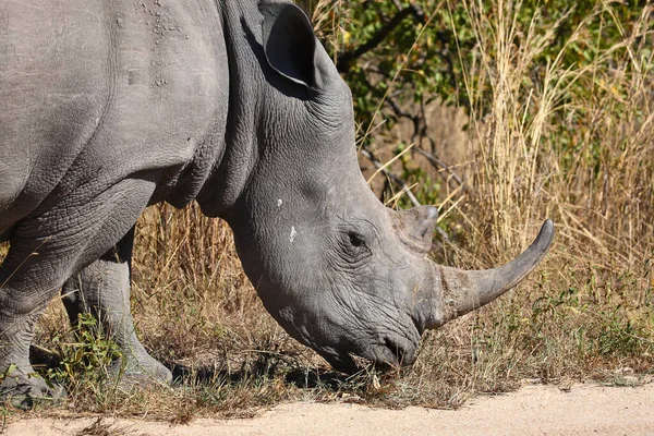 Breitmaulnashorn Square Lipped Rhinoceros Ceratotherium Simum — ストック写真