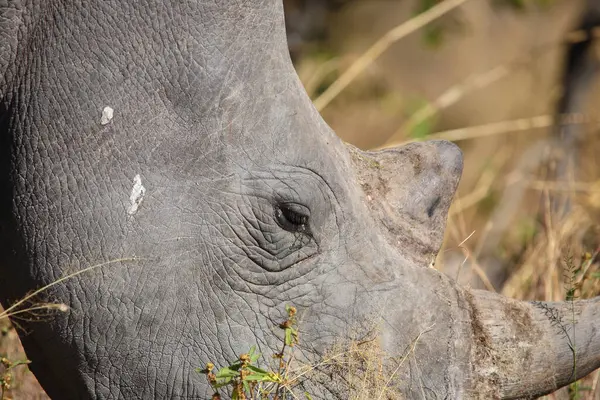 Breitmaulnashorn Square Lipped Rhinoceros Ceratotherium Simum — стокове фото