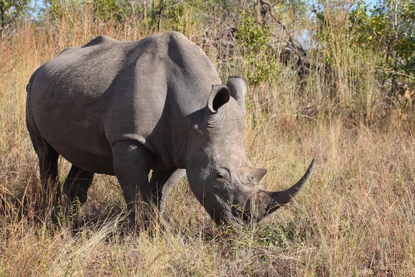 Квадратные Носороги Ceratotherium Simum — стоковое фото