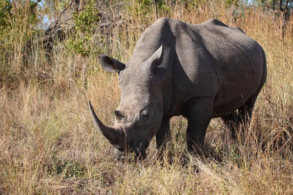 Breitmaulnashorn Square Lipped Rhinoceros Ceratotherium Simum — стокове фото