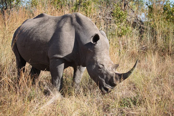Breitmaulnashorn Square Lipped Rhinoceros Ceratotherium Simum — Stockfoto