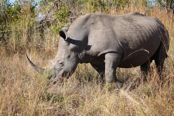 Breitmaulnashorn Square Lipped Rhinoceros Ceratotherium Simum — Zdjęcie stockowe