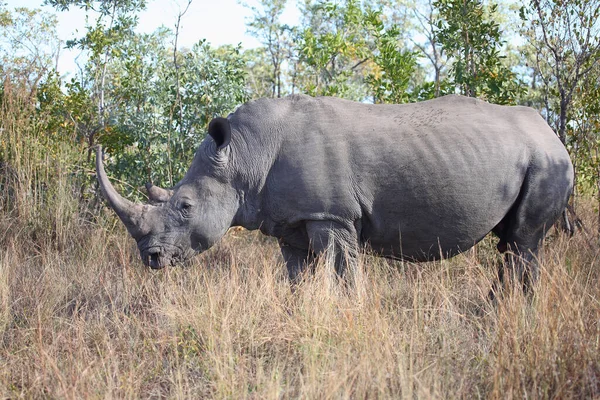 Breitmaulnashorn Square Lipped Rhinoceros Ceratotherium Simum — Zdjęcie stockowe