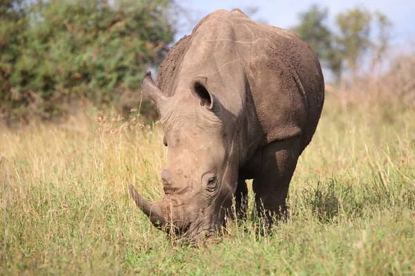 Breitmaulnashorn Square Lipped Rhinoceros Ceratotherium Simum — стокове фото