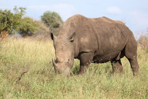 Breitmaulnashorn Square Lipped Rhinoceros Ceratotherium Simum — Stockfoto