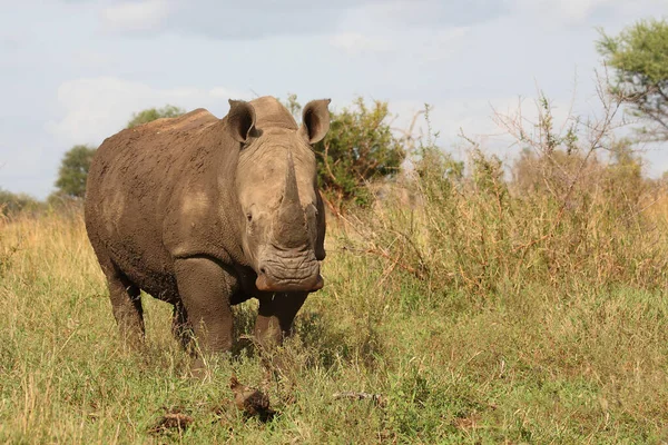 Breitmaulnashorn Square Lipped Rhinoceros Ceratotherium Simum — Stockfoto