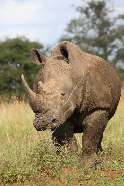 Breitmaulnashorn Square Lipped Rhinoceros Ceratotherium Simum — стокове фото