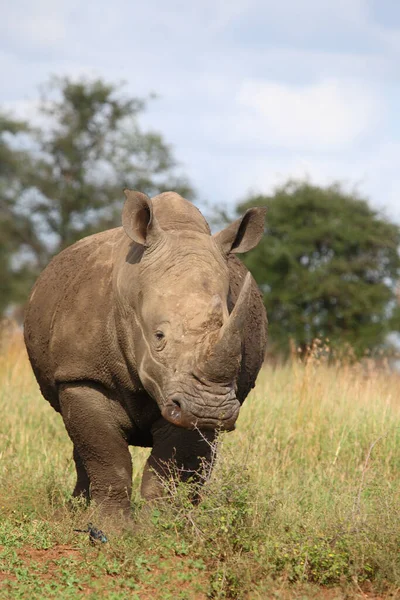 Breitmaulnashorn Square Lipped Rhinoceros Ceratotherium Simum — Stockfoto