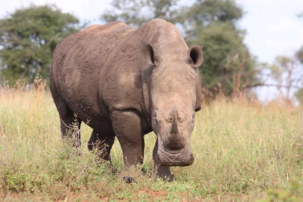 Breitmaulnashorn Square Lipped Rhinoceros Ceratotherium Simum — Fotografie, imagine de stoc