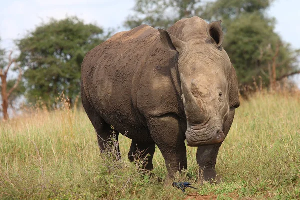 Breitmaulnashorn Square Lipped Rhinoceros Ceratotherium Simum — ストック写真