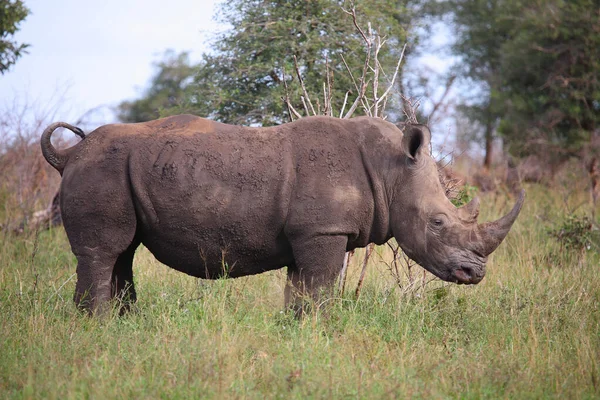 Breitmaulnashorn Square Lipped Rhinoceros Ceratotherium Simum — Fotografia de Stock