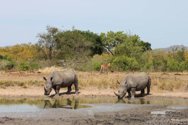 Breitmaulnashorn / Square-lipped rhinoceros / Ceratotherium simum