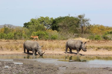 Breitmaulnashorn / Square-lipped rhinoceros / Ceratotherium simum