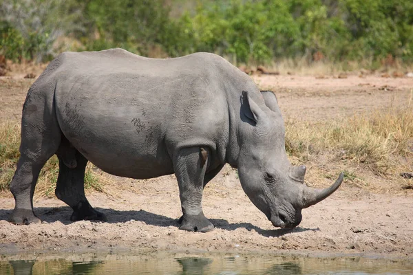 Breitmaulnashorn Square Lipped Rhinoceros Ceratotherium Simum — стокове фото