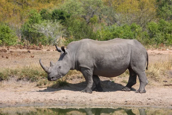 Breitmaulnashorn Square Lipped Rhinoceros Ceratotherium Simum — стокове фото