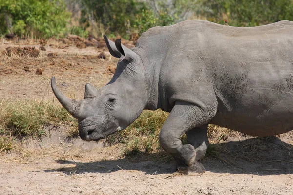 Breitmaulnashorn Square Lipped Rhinoceros Ceratotherium Simum — стокове фото