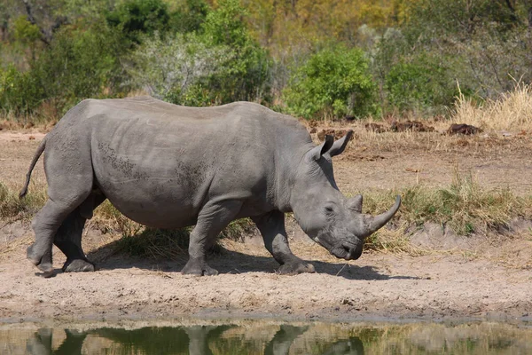 Breitmaulnashorn Square Lipped Rhinoceros Ceratotherium Simum — Φωτογραφία Αρχείου