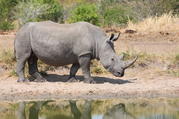 Breitmaulnashorn Square Lipped Rhinoceros Ceratotherium Simum — стокове фото