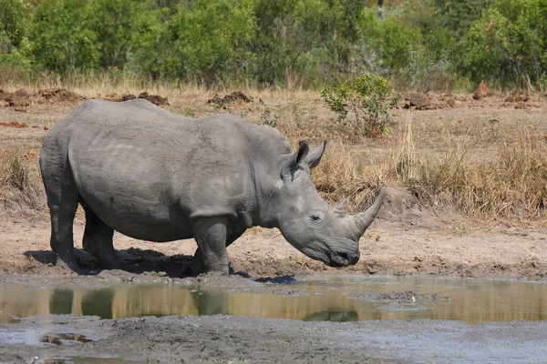 Breitmaulnashorn Square Lipped Rhinoceros Ceratotherium Simum — Stok fotoğraf