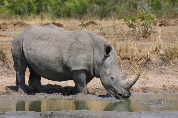 Breitmaulnashorn Square Lipped Rhinoceros Ceratotherium Simum — ストック写真