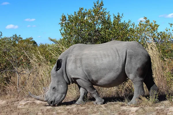 Breitmaulnashorn Square Lipped Rhinoceros Ceratotherium Simum — стокове фото