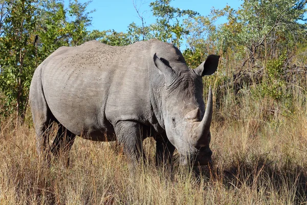 Breitmaulnashorn Square Lipped Rhinoceros Ceratotherium Simum —  Fotos de Stock