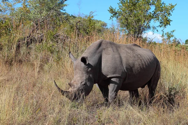 Breitmaulnashorn Square Lipped Rhinoceros Ceratotherium Simum — Foto de Stock