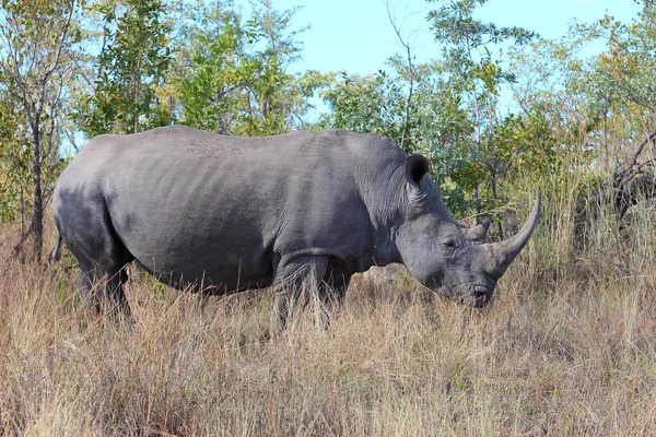 Breitmaulnashorn Square Lipped Rhinoceros Ceratotherium Simum — Zdjęcie stockowe