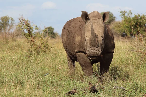 Breitmaulnashorn Square Lipped Rhinoceros Ceratotherium Simum — Stockfoto