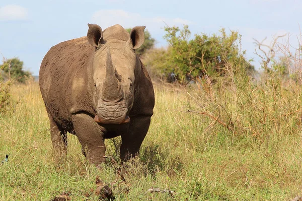 Breitmaulnashorn Square Lipped Rhinoceros Ceratotherium Simum — Fotografie, imagine de stoc