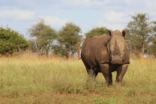 Breitmaulnashorn Square Lipped Rhinoceros Ceratotherium Simum — ストック写真