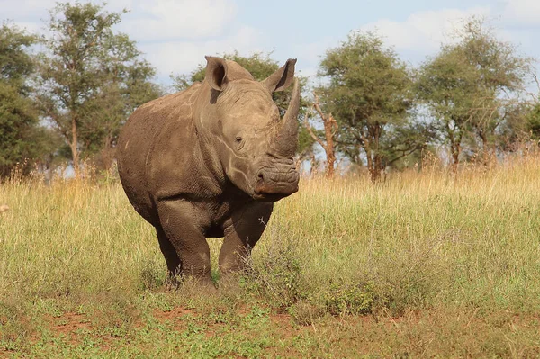 Breitmaulnashorn Square Lipped Rhinoceros Ceratotherium Simum — Fotografia de Stock