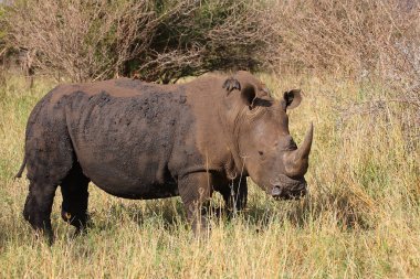 Breitmaulnashorn und Rotschnabel-Madenhacker / Kare-dudaklı gergedan ve Kırmızı gagalı öküzkakan / Ceratotherium simum et Buphagus erythrorhynchus