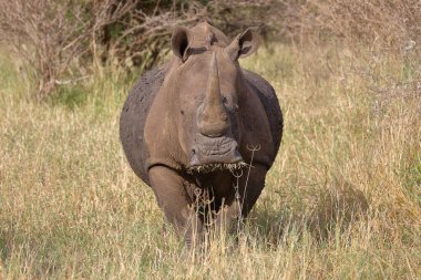 Breitmaulnashorn und Rotschnabel-Madenhacker / Kare-dudaklı gergedan ve Kırmızı gagalı öküzkakan / Ceratotherium simum et Buphagus erythrorhynchus