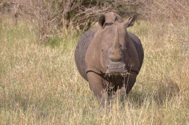 Breitmaulnashorn und Rotschnabel-Madenhacker / Kare-dudaklı gergedan ve Kırmızı gagalı öküzkakan / Ceratotherium simum et Buphagus erythrorhynchus