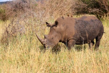 Breitmaulnashorn und Rotschnabel-Madenhacker / Kare-dudaklı gergedan ve Kırmızı gagalı öküzkakan / Ceratotherium simum et Buphagus erythrorhynchus