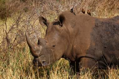 Breitmaulnashorn und Rotschnabel-Madenhacker / Kare-dudaklı gergedan ve Kırmızı gagalı öküzkakan / Ceratotherium simum et Buphagus erythrorhynchus