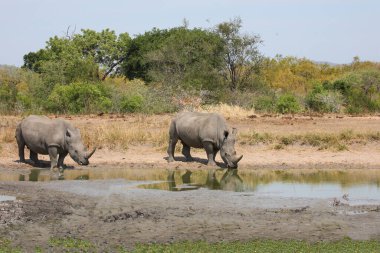 Breitmaulnashorn und Rotschnabel-Madenhacker / Kare-dudaklı gergedan ve Kırmızı gagalı öküzkakan / Ceratotherium simum et Buphagus erythrorhynchus