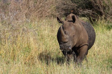 Breitmaulnashorn und Rotschnabel-Madenhacker / Kare-dudaklı gergedan ve Kırmızı gagalı öküzkakan / Ceratotherium simum et Buphagus erythrorhynchus
