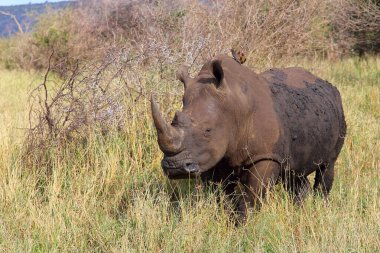 Breitmaulnashorn und Rotschnabel-Madenhacker / Kare-dudaklı gergedan ve Kırmızı gagalı öküzkakan / Ceratotherium simum et Buphagus erythrorhynchus