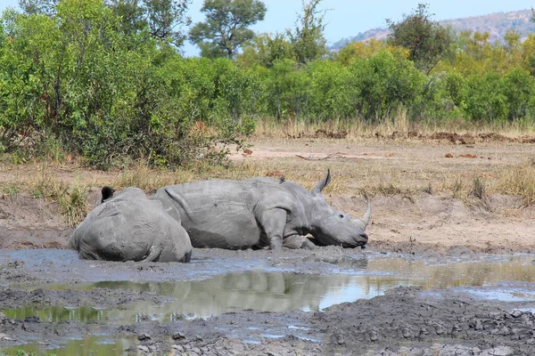 Breitmaulnashorn Square Lipped Rhinoceros Ceratotherium Simum —  Fotos de Stock
