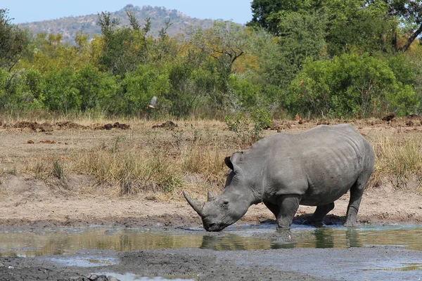 Breitmaulnashorn Square Lipped Rhinoceros Ceratotherium Simum —  Fotos de Stock