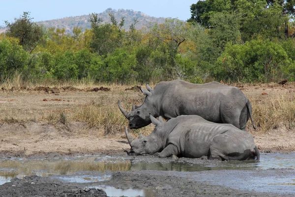 Breitmaulnashorn Square Lipped Rhinoceros Ceratotherium Simum — Stockfoto